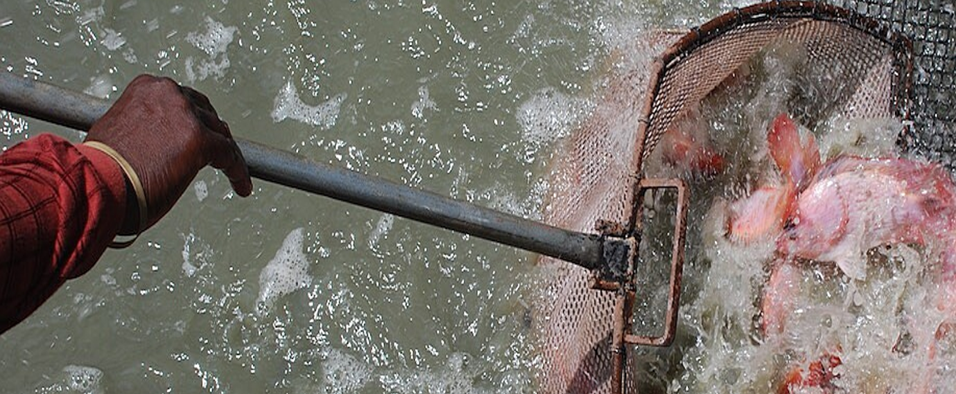 Introduction to aquaculture post-harvest management