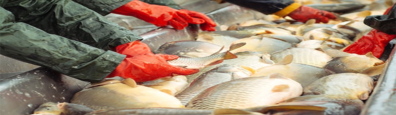 Food safety and hygiene in aquaculture