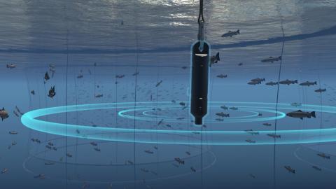 Innovative Technologies in Aquaculture Post-Harvest: IoT, Blockchain and Traceability