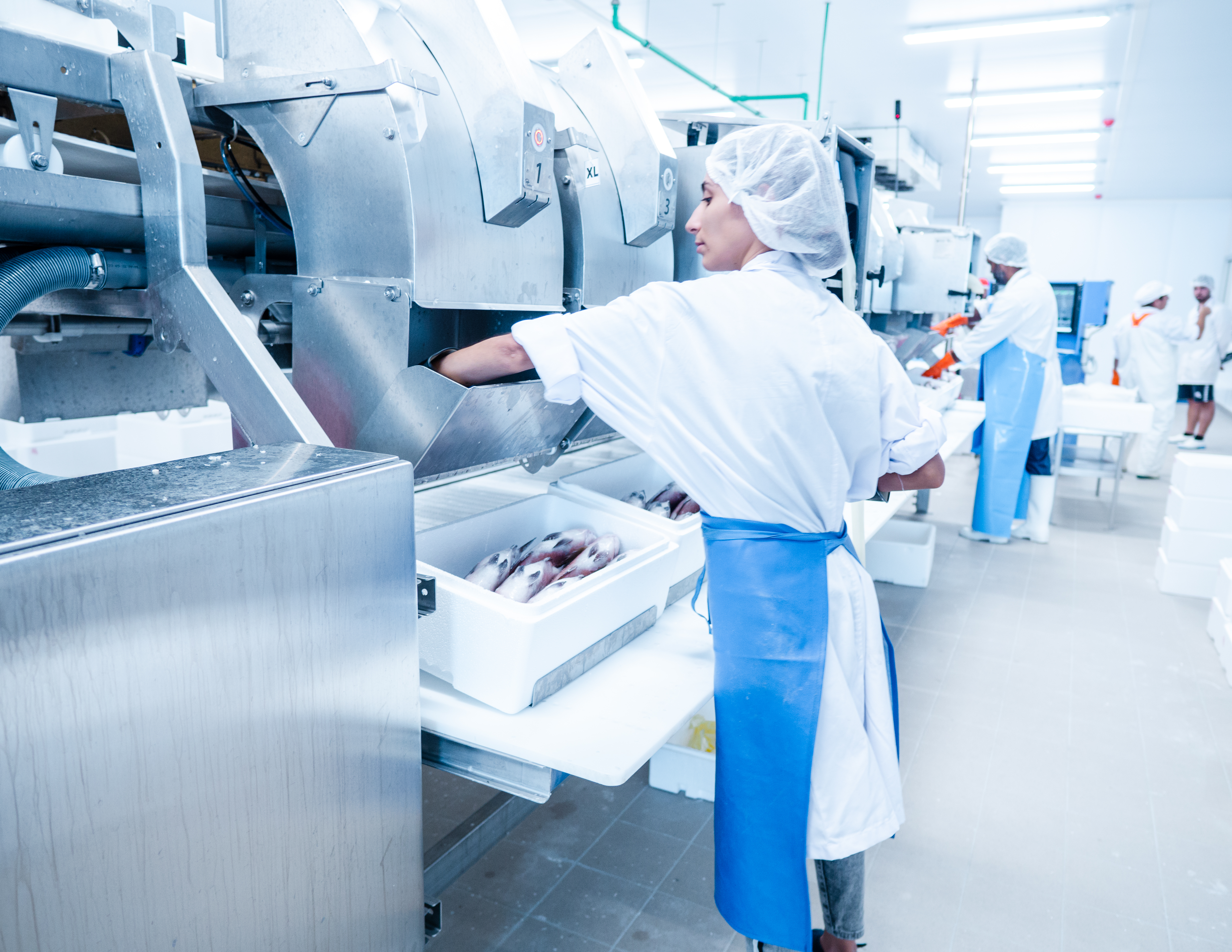 Practical aspects of fish packaging